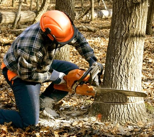 Tree Removal in Olustee, OK
